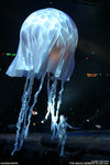IMG_2406a
