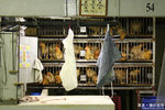 IMG_9206a