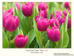 flower002
