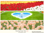 flower2010_000