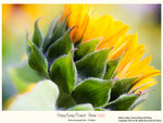 flower2010_003