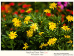 flower2010_004