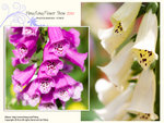 flower2010_005