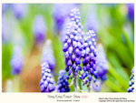 flower2010_006