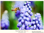 flower2010_008