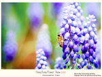 flower2010_009