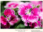 flower2010_010