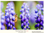 flower2010_011