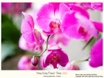 flower2010_012