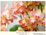 flower2010_013