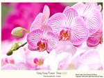 flower2010_014