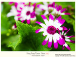 flower2010_016