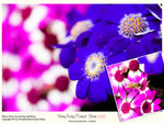 flower2010_018