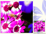 flower2010_019
