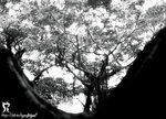 tst_bw2