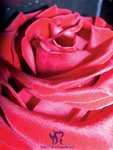 rose1