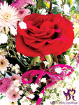 rose2