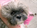 
My dog Jelly B