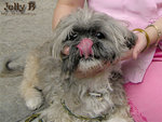 My dog Jelly B