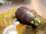 kame2