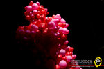 OAO_3262s