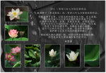 
Nikon user monthly contest July 2006