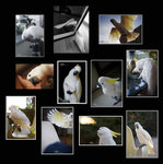 pet1