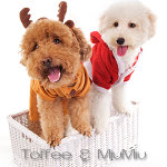 Toffee & MiuMiu