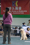 dog show 1