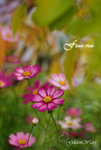 D09_0227