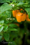 D09_0383