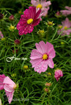 D09_0400