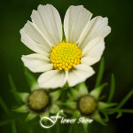 HK flower show 2009