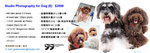 Studio Dog E 2009 