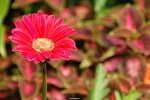 ADSC_2870