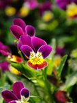 aDSC_2855
