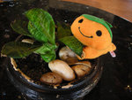 DSCN9970