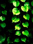 Leaves