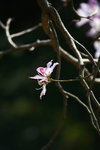 IMG_7794