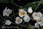 fDSC_0132