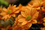 fDSC_0141
