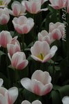 fDSC_0236