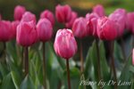 fDSC_0534