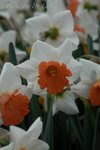 f DSC_0245