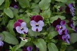 f v DSC_0458