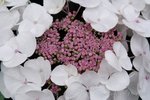 fv DSC_0441