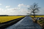 Lisse - Holand