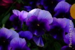 DSCF6838