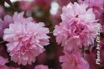 DSCF6877