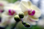 HONG KONG ZOOLOGICAL & BOTANICAL GARDENS001